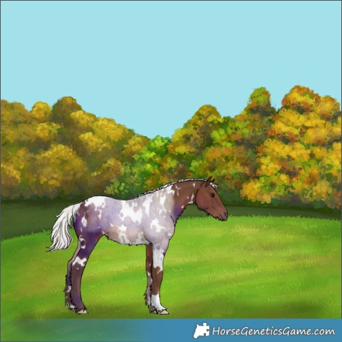 Horse Color:White Spotted Silver Black 