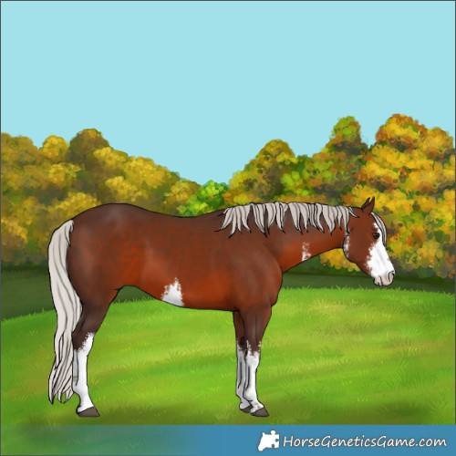 Horse Color:White Spotted Silver Brown 