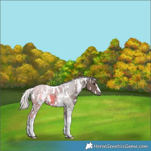Horse Color:White Spotted Silver Black 