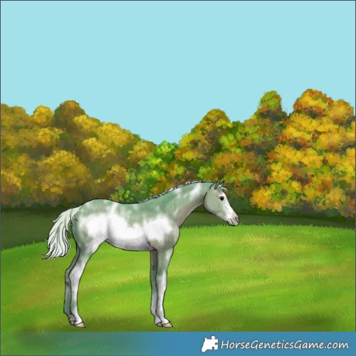 Horse Color:Watercolor White Spotted Silver Black Frame 