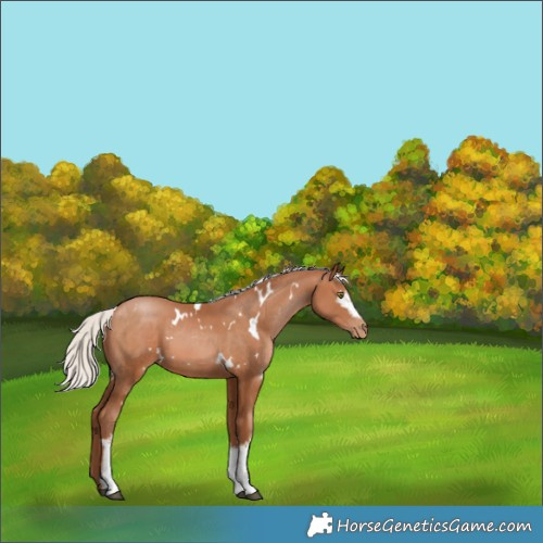 Horse Color:White Spotted Silver Brown Pearl 