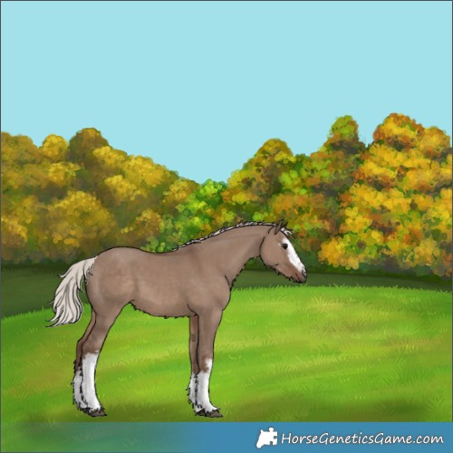 Horse Color:White Spotted Silver Grullo 