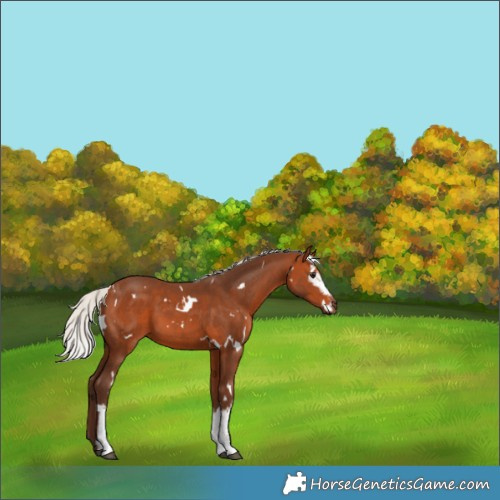 Horse Color:White Spotted Silver Bay 