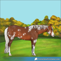 Horse Color:White Spotted Silver Brown