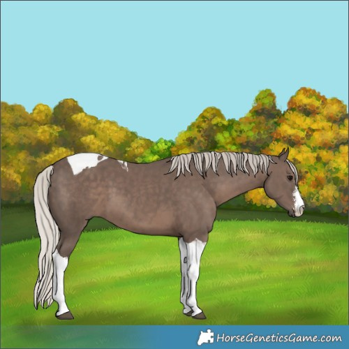 Horse Color:White Spotted Silver Black Tobiano 
