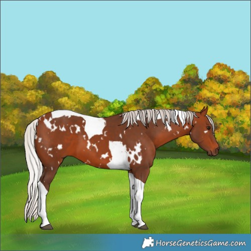 Horse Color:White Spotted Silver Brown Tobiano 