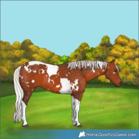 Horse Color:White Spotted Silver Brown Tobiano 