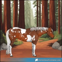 Horse Color:White Spotted Silver Brown Tobiano