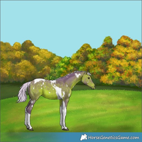 Horse Color:Watercolor White Spotted Silver Brown Tobiano 