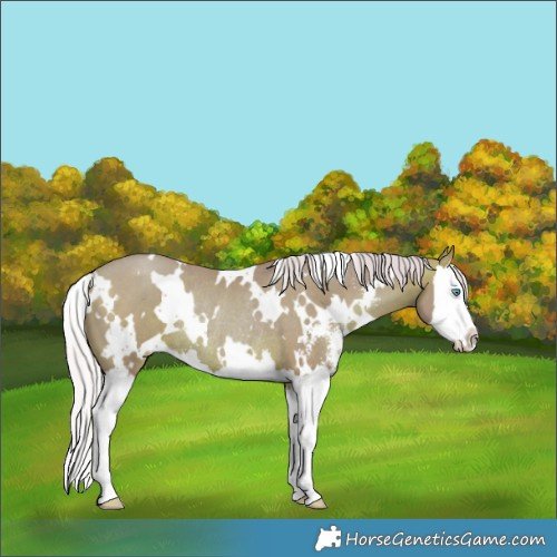 Horse Color:Watercolor White Spotted Silver Brown Pearl Sabino Splash Rabicano 