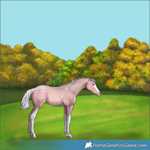 Horse Color:Watercolor White Spotted Silver Buckskin Pearl 