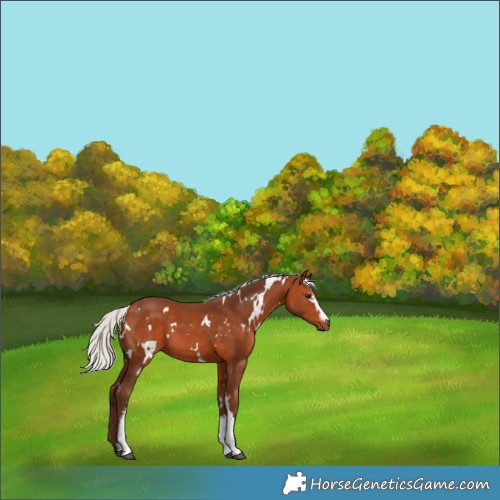 Horse Color:White Spotted Silver Bay 