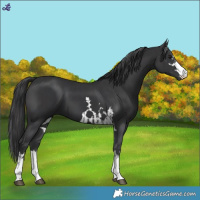 Horse Color:Smoky Black  and Black 