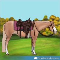 Horse Color:Gold Champagne