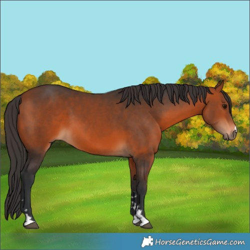 Horse Color:Brown 