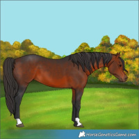 Horse Color:Brown 