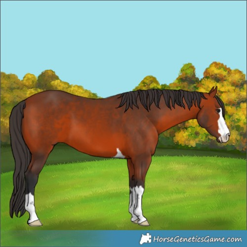 Horse Color:Brown 