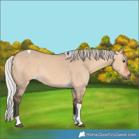 Horse Color:Silver Brown Dun Tobiano 