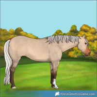 Horse Color:Silver Bay Dun 