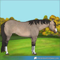 Horse Color:Brown Dun 