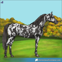 Horse Color:Smoky Black  and Smoky Black Near Leopard 