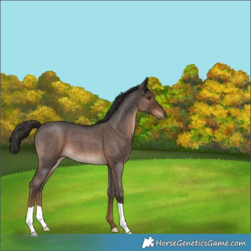 Horse Color:Liver Red Roan 