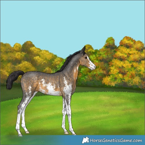 Horse Color:Buckskin Sabino