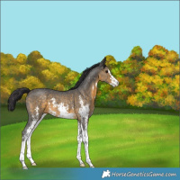 Horse Color:Buckskin Sabino 
