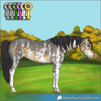 Horse Color:Buckskin Sabino 