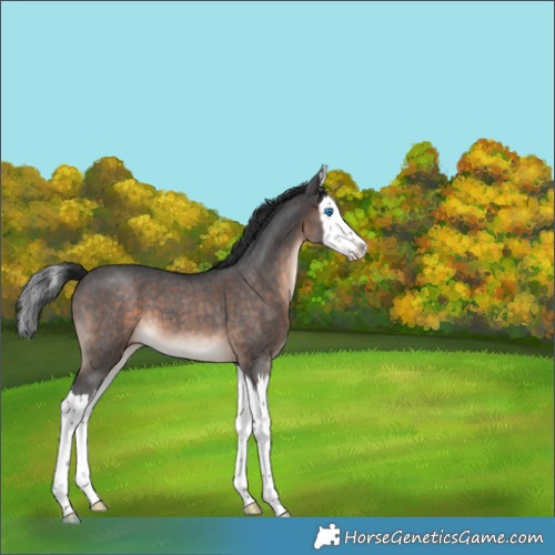 Horse Color:Brown Roan Splash 
