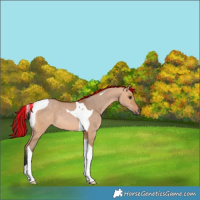 Horse Color:Painted Bay Dun Tobiano 