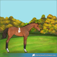 Horse Color:Bay Tobiano 
