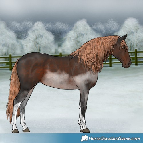 Horse Color:Liver Chestnut Sabino Tobiano 