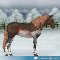 Horse Color:Liver Chestnut Sabino Tobiano 