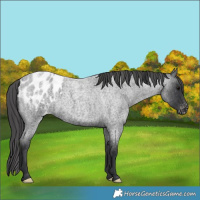 Horse Color:Blue Roan Appaloosa