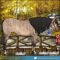 Horse Color:Bay Dun  and Bay Dun 