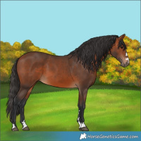 Horse Color:Bay 