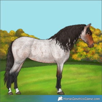 Horse Color:Bay Roan 