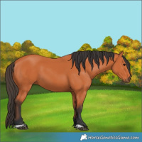 Horse Color:Unknown 