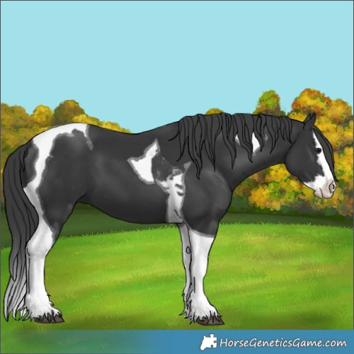 Horse Color:Black Splash Tobiano