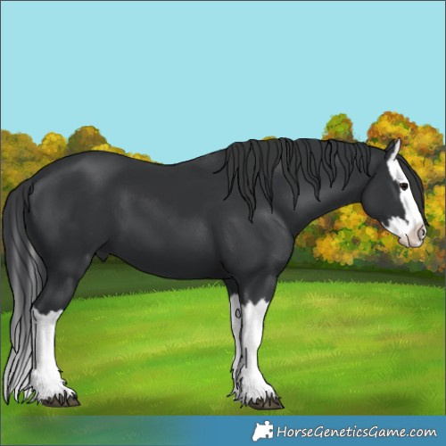 Horse Color:Black Splash 
