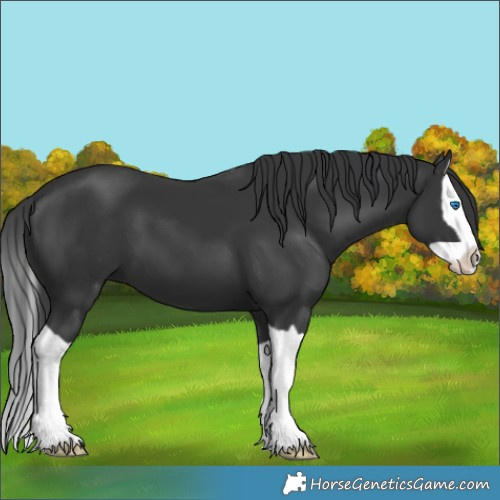 Horse Color:Black Splash 