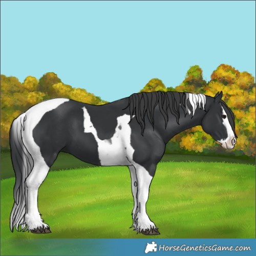 Horse Color:Black Splash Tobiano