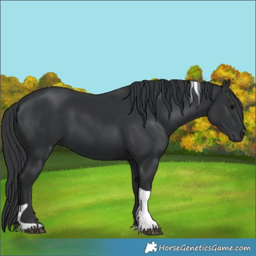 Horse Color:Black Tobiano 