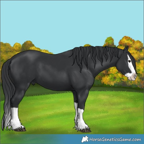 Horse Color:Black Splash 