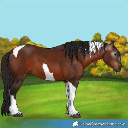 Horse Color:Gray Bay Tobiano 