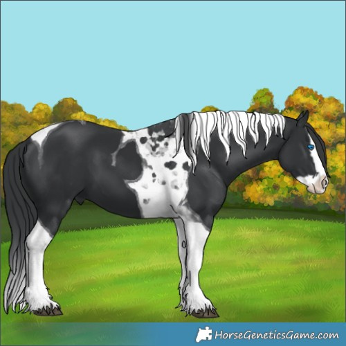 Horse Color:Black Splash Tobiano