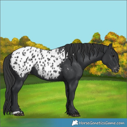 Horse Color:Black Appaloosa 