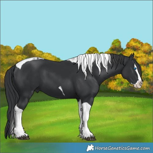 Horse Color:Black Splash Tobiano 