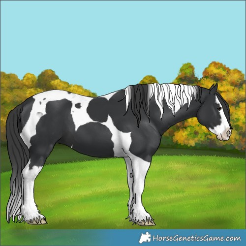 Horse Color:Black Splash Tobiano 